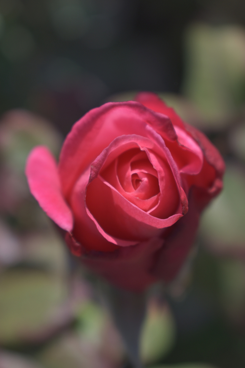 盛开的粉红玫瑰花