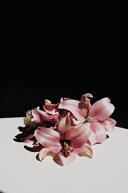 粉色渐变百合花