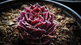 冒芽多肉植物盆栽