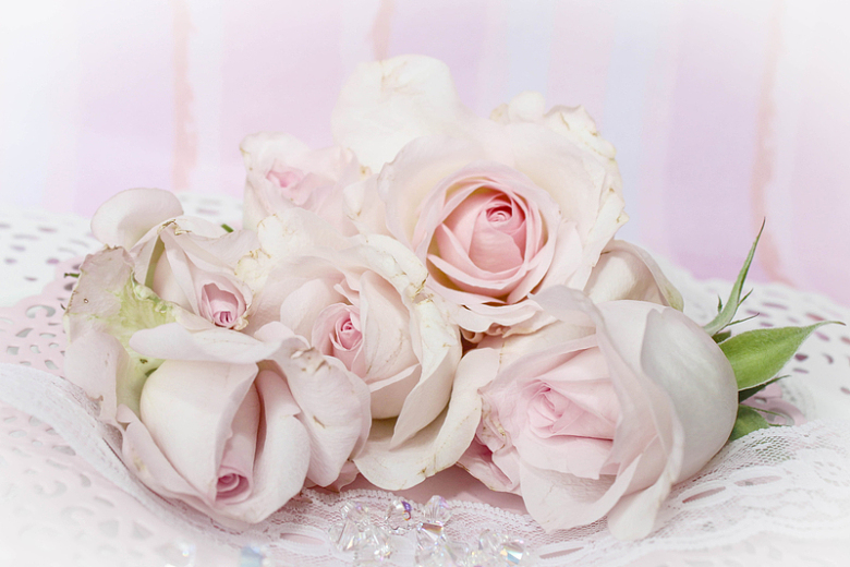 淡雅粉色玫瑰花