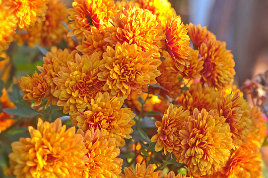 灿烂橙色菊花开放