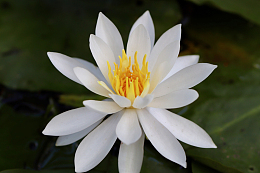 白色睡莲花绽放