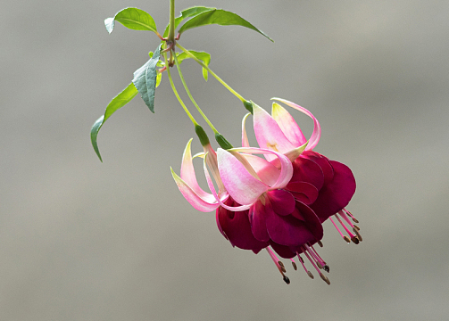 倒挂金钟漂亮花朵