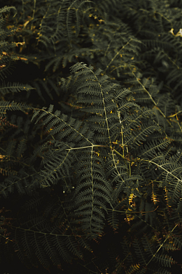 绿色的蕨类植物