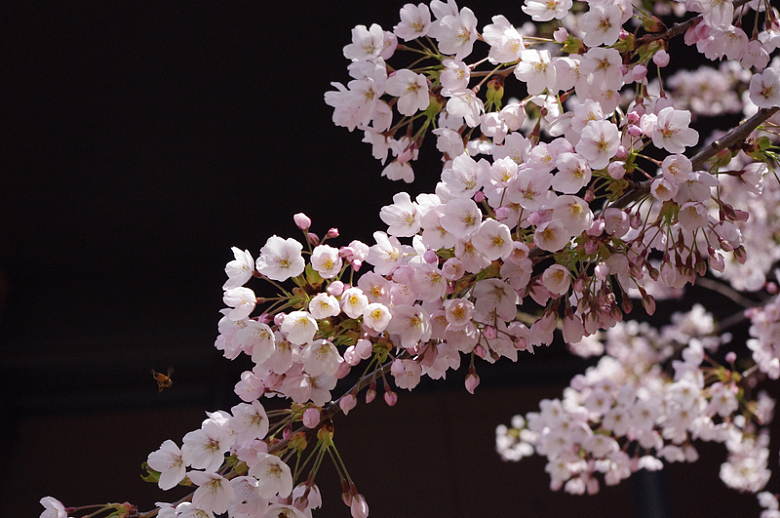 粉色樱桃花开花