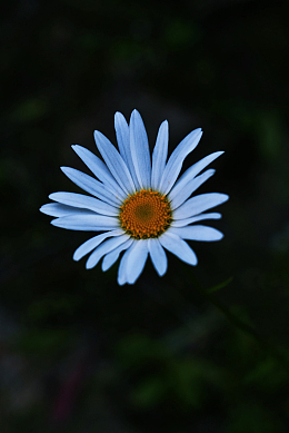 黑色背景雏菊