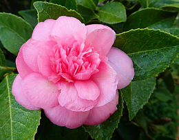 漂亮粉色茶花花朵