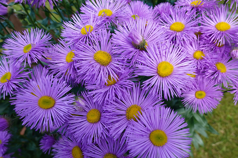 紫色小雏菊花朵