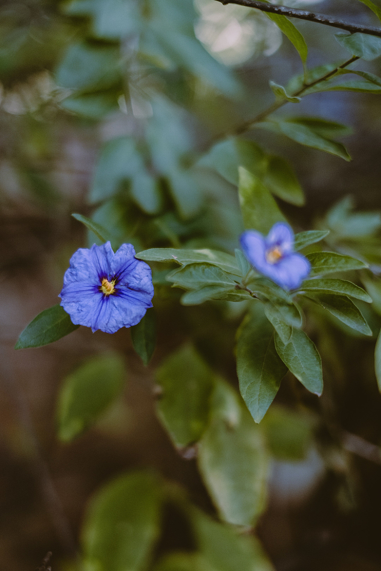 枝头上的蓝茄花
