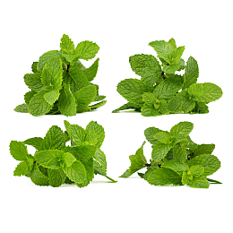野生薄荷