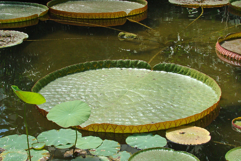 池塘莲蓬浮叶