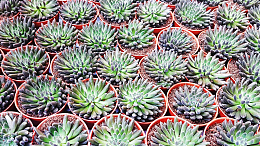 绿色多肉小盆栽