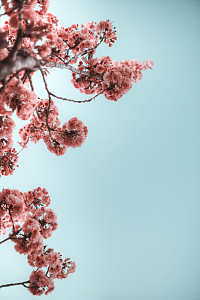 仰拍樱花