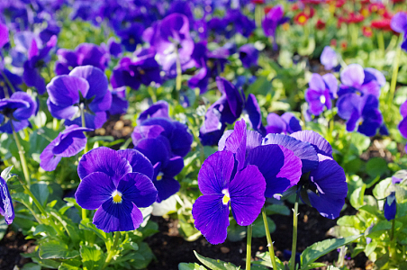 三色堇鲜花绽放