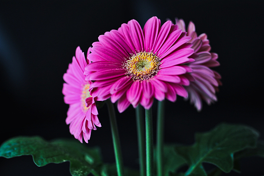 非洲菊花朵