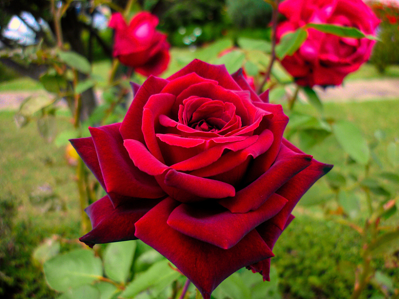 鲜艳红色玫瑰花