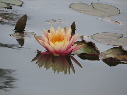 水上莲花