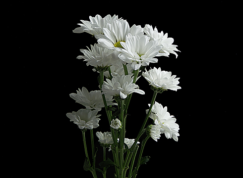 白色菊花束