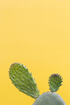 仙人掌植物黄色背景