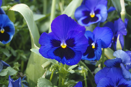 蓝色三色堇花朵