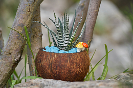 肉肉植物小盆栽