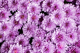 花团锦簇的粉色菊花