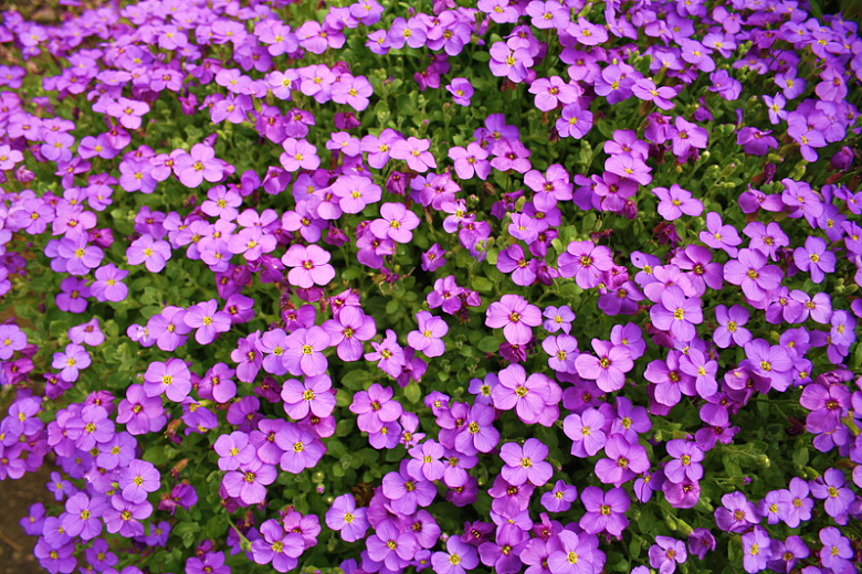 紫色小花朵花海
