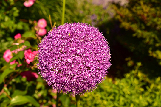 紫色洋葱花花球
