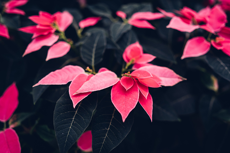 粉色一品红植物