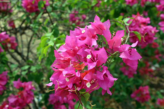 公园三角梅开花