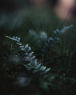 绿色蕨类植物叶子