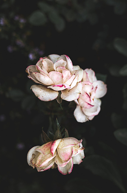白色枯萎玫瑰花