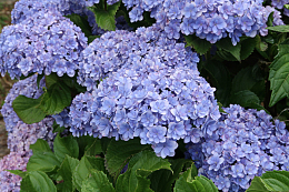 蓝紫色绣球花
