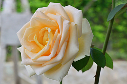 淡橙色玫瑰花朵