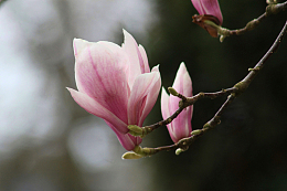 紫玉兰花