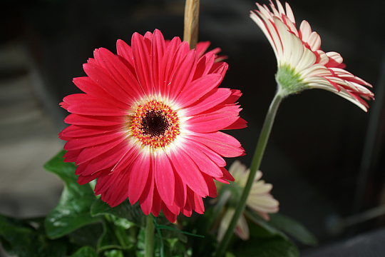 漂亮红菊花开花