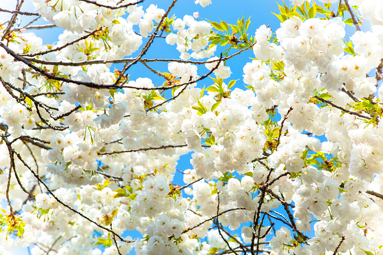 樱花树白色樱花