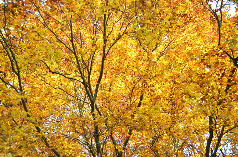 秋季金黄树叶