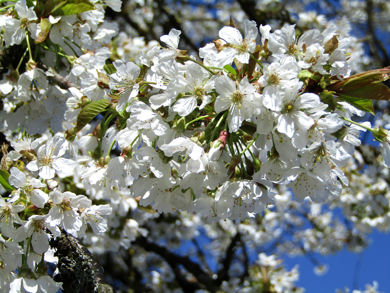 春天白色樱花观赏