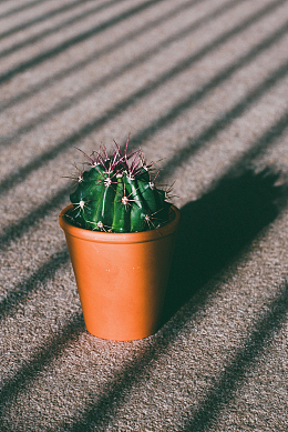 仙人球盆栽欣赏