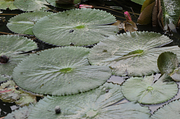 莲花池睡莲叶