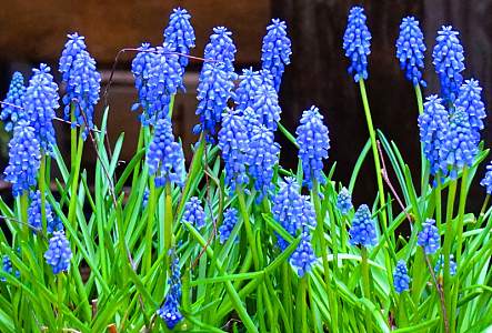 蓝色风信子花