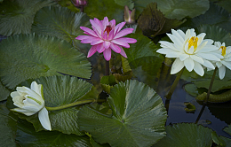 水生睡莲花