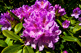 杜鹃花开花