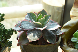 春天多肉植物盆栽