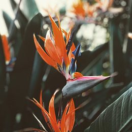 鹤望兰开花