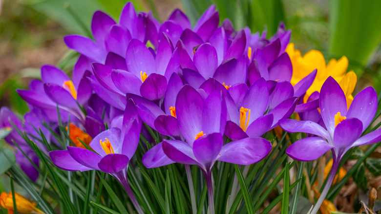 春天紫色藏红花朵