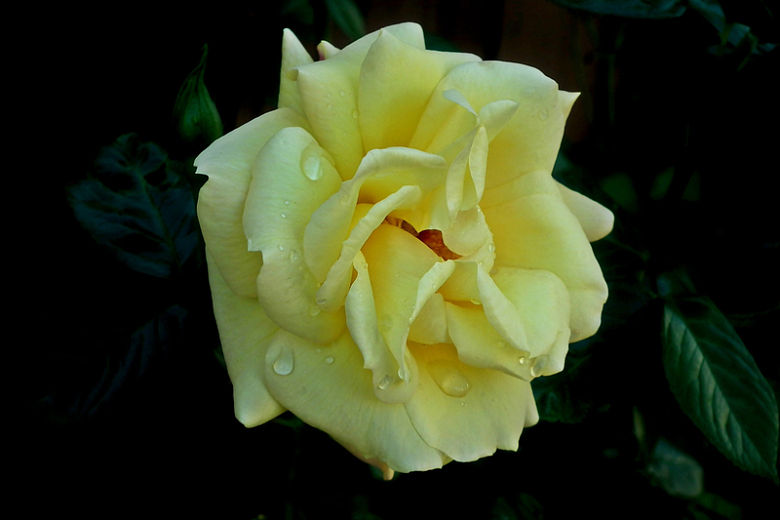雨后黄玫瑰花朵