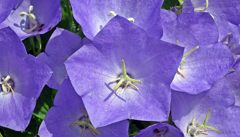 淡紫色花朵特写