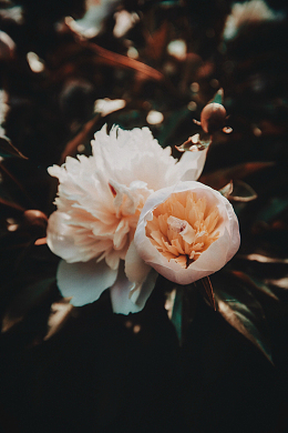 两朵白色牡丹花